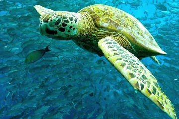 ウミガメ