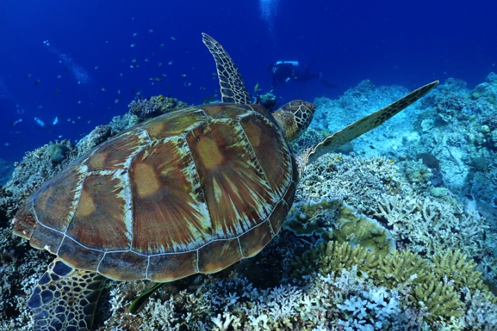 今年もパングラオに潜りに行ってきたけど・・・ | 未経験者/初心者/お