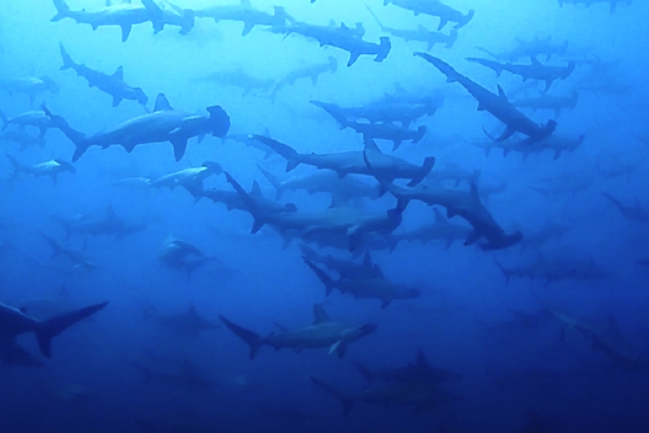 2025年度日程】 日本が誇る最強ハンマーヘッドポイント南伊豆『神子元