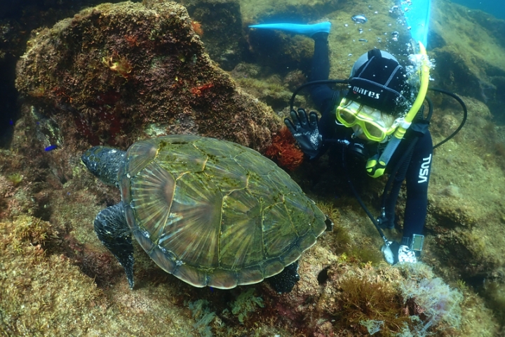 ピーチ ZX490LC-7H | Garton Hitachi Construction | ZX490LC-7H | California